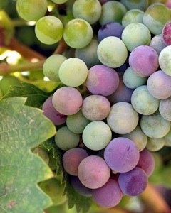 480px-Wine_grapes_baja